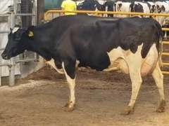UPDATE Bred 9-29 | Fresh 12-4-20  Milk 112 3.6%F 3.2%P 100 SCC (K) Lact 2     305me 40522  Sire 29HO16532  Mgs 29HO13387 | 5 2 3 3 3 12  | 5 Star Udder