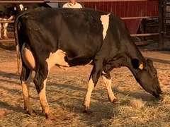 Fresh 3-2-21  Milk 70 4.4%F 3%P 54 SCC (K) Lact 1 Due 5-18 To 29HO19369 305me 28840  Sire 29HO18675  Mgs 29HO14828 | 3 3 3 3 3 12  | Wide Front Teats