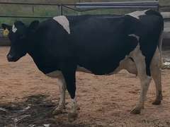 Fresh 11-14-20  Milk 90 4.2%F 3.5%P 57 SCC (K) Lact 3 Due 12-3 To 29HO18166 305me 30019  Sire 29HO14311  Mgs 29HO13846 | 5 3 3 2 3 13  | 4 STAR