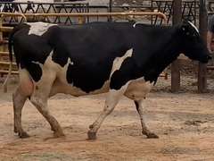 Fresh 1-16-21  Milk 56 3.4%F 3.1%P 246 SCC (K) Lact 3 Due 2-6 To INFOCUS 305me 26130  Sire   Mgs 29HO10493 | 3 3 3 4 4 15 Y |
