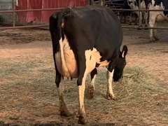 6 Serviced 3rd Lact | Group Avg 100# Milk 40K SCC | Fresh in March/April | Top Cow 114# | #171 Bred 9-29 | 115 149 151 171 188 193