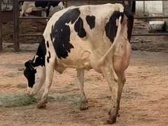 Fresh 4-19-21  Milk 92 3.6%F 3.2%P 325 SCC (K) Lact 2 Bred 9-15 To 29HO19287 305me 30510  Sire 29HO16714  Mgs 29HO14427 | 4 3 4 3 3 12 Y | 4 STAR Udder