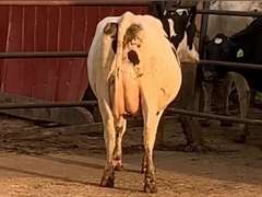 7 Dry & Dry Treated | Coming 2nd Calf | Due in November | 305me Avg 31963# | 405 412 424 447 452 464 468