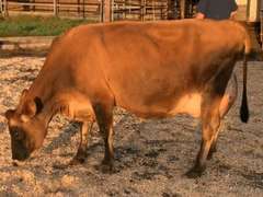 Dry & Dry Treated Due 11-15  Coming 3rd Calf | 3 3 3 3 3 10 | Slight Light LR