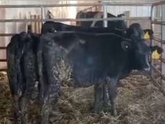 4 HOJO Open Heifers | Born 8-10 to 10-10-20, Est Weight 550# | UPDATE #2618 Preg 60 Days |  2618  2619  2623  2624