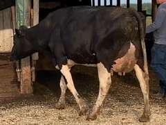 UPDATE Open | Fresh 5-22 Mkg 64# 3.6 3 SCC-303K 1st Lact | 3 4 3 3 2 12| Light Left Rear