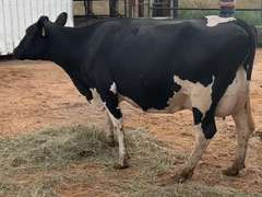 Fresh 1-1-21  Milk 84 3.9%F 3.1%P 38 SCC (K) Lact 2 Due 12-1 To 29HO19287 305me 32261  Sire 29HO16593  Mgs 29HO14450 | 3 3 3 2 4 13 Y | Light Left Rear