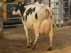 6 Serviced 3rd Lact | Group Avg 100# Milk 40K SCC | Fresh in March/April | Top Cow 114# | #171 Bred 9-29 | 115 149 151 171 188 193