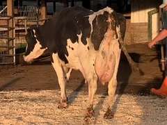 Fresh 6-10 Mkg 68# 4.2 2.5 SCC-13K 5th Lact Bred 8-22 | 3 3 3 4 2 14| Slow Walk