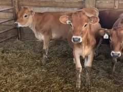 10 Jersey Open Heifers | Born 10-9-20 to 11-13-20 | 188  189  193  192  194  195  196  198  199  200