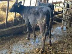 3 HOJO Open Heifers | Borm March 2021, Est Weight 200# | 2638  2639  2640