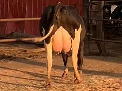 7 Preg 1st Lact Due in Janaury | Group Avg 80# Milk 50K SCC | Top Heifer 107# | 437 449 455 462 467 469 500