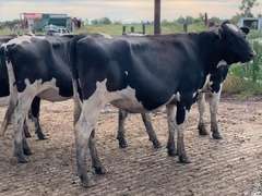 11 Holstein Bred Heifers | Preg 7 1/2-8 Months to Simplicity-P Son  | 2519  2530  2531  2534  2537 2546  2547  2554  2555  2556  2562