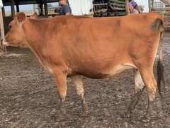 UPADTE: Pro-Hart Disco Winsome-ET 167GNM$ 164GCM$B: 3-5-19 Sirze Disco x Harris x Grazeland Vernon Whisper VG-89% Bred Heifer Preg 6 1/2 Months