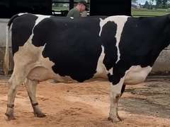 4 Dry & Dry Treated | Coming 4th Calf | Due in November | 305me Avg 29399# | 13 100 112 138
