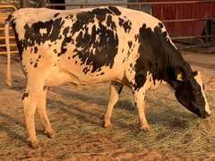 Fresh 3-10-21  Milk 96 5.9%F 3.6%P 115 SCC (K) Lact 1 Due 4-22 To 29HO17947 305me 26475  Sire 29HO17607  Mgs 29HO13846 | 4 3 4 3 4 13  | 4 STAR Uddr -Slight LLR