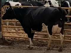 2 Preg 4th Lact | Group Avg 84# Milk 63K SCC | Due in Decmber | Top Cow 120# | 1652 1886