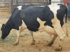Fresh 3-21-21  Milk 118 3.5%F 3.1%P 66 SCC (K) Lact 4 Due 3-2 To 29HO19426 305me 30597  Sire 29HO14427  Mgs 529HO14109 | 3 3 3 3 3 13  | Lump-Right Rear Quarter - Block on Foot But OK