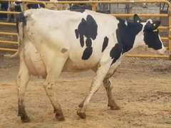 Fresh 4-4-21  Milk 122 5.8%F 3.2%P 348 SCC (K) Lact 1 Bred 9-8 To 29HO19287 305me 37065  Sire 29HO18581  Mgs 29HO16319 | 4 4 4 3 3 12  | 4 STAR, Block on Foot But OK