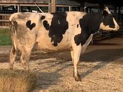 UPDATE 9-4 14H7418 | Fresh 8-11 1st Lact | 3 3 3 3 2 12 | Light Left Rear