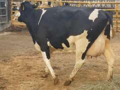 4 Dry & Dry Treated | Coming 4th Calf | Due in November | 305me Avg 29399# | 13 100 112 138