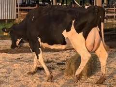 Fresh 12-24 Mkg 68# 3.6 2.8 SCC-76K 5th Lact Bred 8-14 |4 3 3 4 2 13|