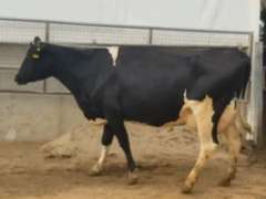 Fresh 2-20-21  Milk 80 5.4%F 3.5%P 107 SCC (K) Lact 3 Bred 8-22 To INFOCUS 305me 24992  Sire 29HO16319  Mgs 529HO13219 | 3 3 5 3 3 12  | Light Left Rear