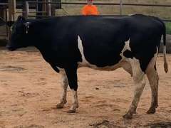 3 Preg 1st Lact Due in April | Group Avg 96# Milk 71K SCC | Top Heifer 120# !! | 489 514 528