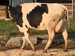 UPDATE Bred 8-31 14H7828 | Fresh 4-28 Mkg 57# 4.2 3.1 SCC-19K 1st Lact | 4 3 3 3 2 15|