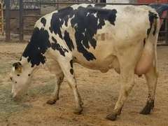 Fresh 4-25-21  Milk 80 4.9%F 3.2%P 107 SCC (K) Lact 2 Bred 9-26  29HO19426 305me 25891  Sire 29HO14427  Mgs 29HO13363 | 4 4 4 36 2 12  | 4 STAR