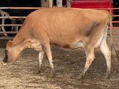 Dry & Dry Treated Due 9-15 Coming 2nd Calf | 4 3 4 3 3 10 | 4 STAR