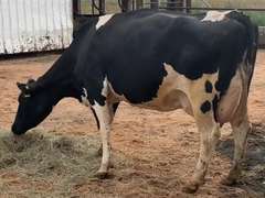 Fresh 2-10-21  Milk 88 3.6%F 2.9%P 50 SCC (K) Lact 3 Bred 9-21 To 29HO19287 305me 33098  Sire 529HO17648  Mgs 29HO13363 | 3 3 3 3 3 13 Y |