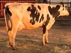 7 Dry & Dry Treated | Coming 2nd Calf | Due in November | 305me Avg 31963# | 405 412 424 447 452 464 468