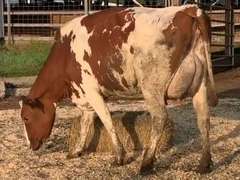Fresh 6-1 Mkg 71# 4.1 2.7 SCC-41K 1st Lact Bred 8-7 | 4 4 4 3 2 12 Y | 4 STAR