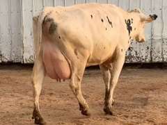 5 Fresh 1st Lact | Group Avg 92# Milk 75K SCC | Fresh 7-11 to 8-10-21 | Top Heifer 104# | #564 Bred 9-29 | 519 547 556 564 576