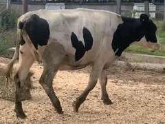 Bred Heifer | Preg 7 1/2 Months