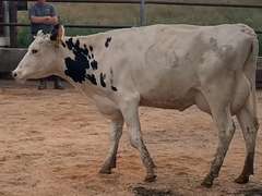 5 Fresh 1st Lact | Group Avg 92# Milk 75K SCC | Fresh 7-11 to 8-10-21 | Top Heifer 104# | #564 Bred 9-29 | 519 547 556 564 576