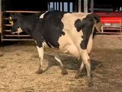 Dry & Dry Treated Due 10-20  Coming 6th Calf | 3 3 3 4 3 16 |