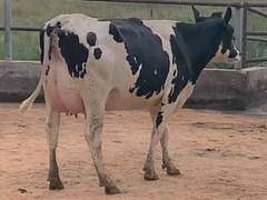 5 Fresh 1st Lact | Group Avg 92# Milk 75K SCC | Fresh 7-11 to 8-10-21 | Top Heifer 104# | #564 Bred 9-29 | 519 547 556 564 576