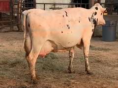 6 Preg 1st Lact Due in March | Group Avg 81# Milk 48K SCC | 410 454 461 482 497 518