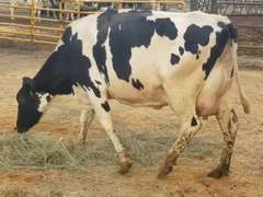 Fresh 2-24-21  Milk 90 4.1%F 3.3%P 132 SCC (K) Lact 2 Due 2-28 To 29HO19287 305me 31125  Sire 29HO17607  Mgs 29HO13363 | 2 3 3 3 3 13  | Reverse Tilt-Imbalanced
