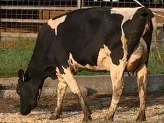 Fresh 7-12 Mkg 57# 2.6 2.6 SCC-20K 1st Lact | 4 3 4 2 2 11 | Lump Jaw