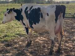Dry & Dry Treated Due 10-20 Coming 5th Calf | 4 3 3 4 4 15 | 4 STAR