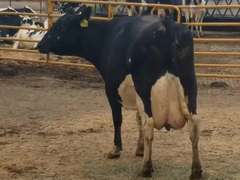 2 Preg 4th Lact | Group Avg 84# Milk 63K SCC | Due in Decmber | Top Cow 120# | 1652 1886