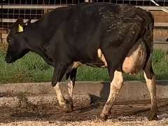 UPDATE Bred 9-4 14H7418 | Fresh 6-18 Mkg 61# 3.9 2.7 SCC-33K 1st Lact | 5 3 3 3 2 12 | Cloudy Left Eye