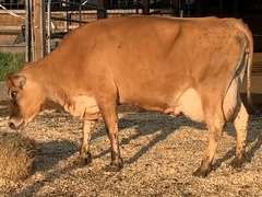 UPDATE: Preg Due 3-8 | Fresh 7-7 Mkg 29# 6-1-20 4.2 SCC-373K 4th Lact Bred 6-1 | 2 2 3 3 3 12 |