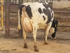 Fresh 2-19-21  Milk 88 3.5%F 3.2%P 50 SCC (K) Lact 2 Due 5-7 To 29HO18508 305me 28733  Sire 29HO16593  Mgs 529HO11467 | 3 3 4 2 3 11  |
