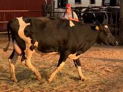 8 Fresh 1st Lact | Group Avg 75# Milk 80K SCC | Fresh 7-9 to 8-22-21| Top Heifer 88# | 512 522 558 559 560 562 563 567