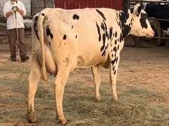 Fresh 7-9-21  Milk 80 4.1%F 3.1%P 348 SCC (K) Lact 1 Bred 9-3 To 29HO18688    Sire 29HO18636  Mgs 29HO16017 | 5 3 4 2 3 10  | 4 STAR