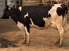 Fresh 3-17-21  Milk 82 5.1%F 3.4%P 14 SCC (K) Lact 2 Bred 9-12 To 29HO19287 305me 30950  Sire 29HO16714  Mgs 29HO14828 | 5 3 3 3 2 13  | 5 Star Udder